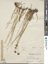 Juncus nevadensis image