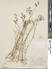 Juncus nevadensis image