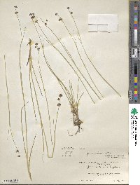 Juncus nevadensis image