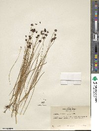 Juncus nevadensis image