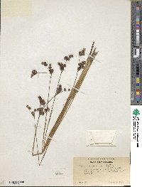 Juncus nevadensis image