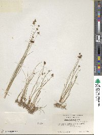 Juncus nevadensis image