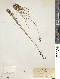 Juncus nevadensis image