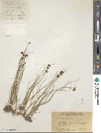 Juncus nevadensis image