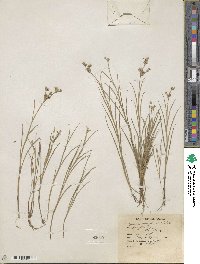 Juncus nevadensis image