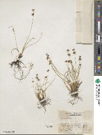 Juncus nevadensis image