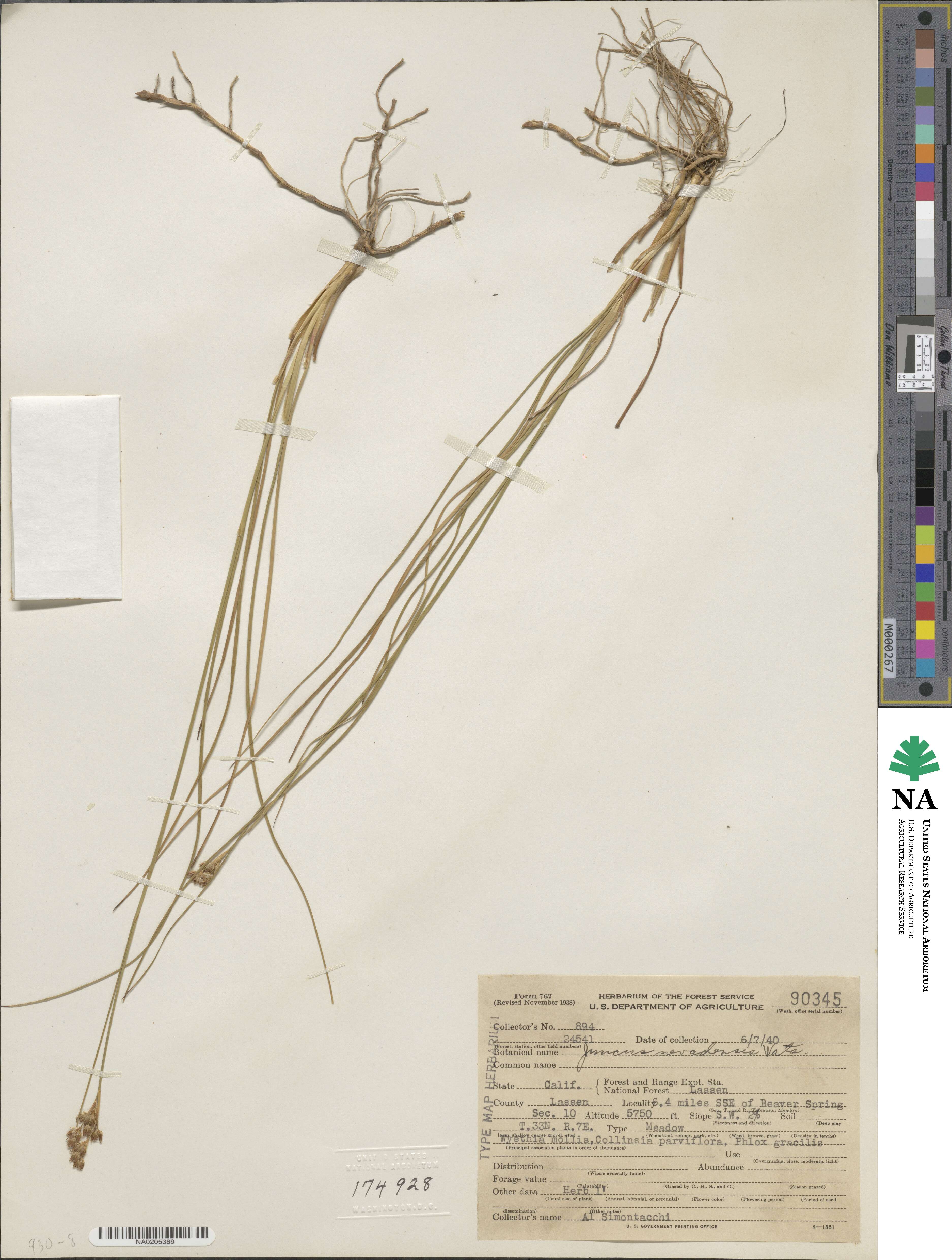 Juncus nevadensis image