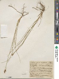 Juncus nevadensis image