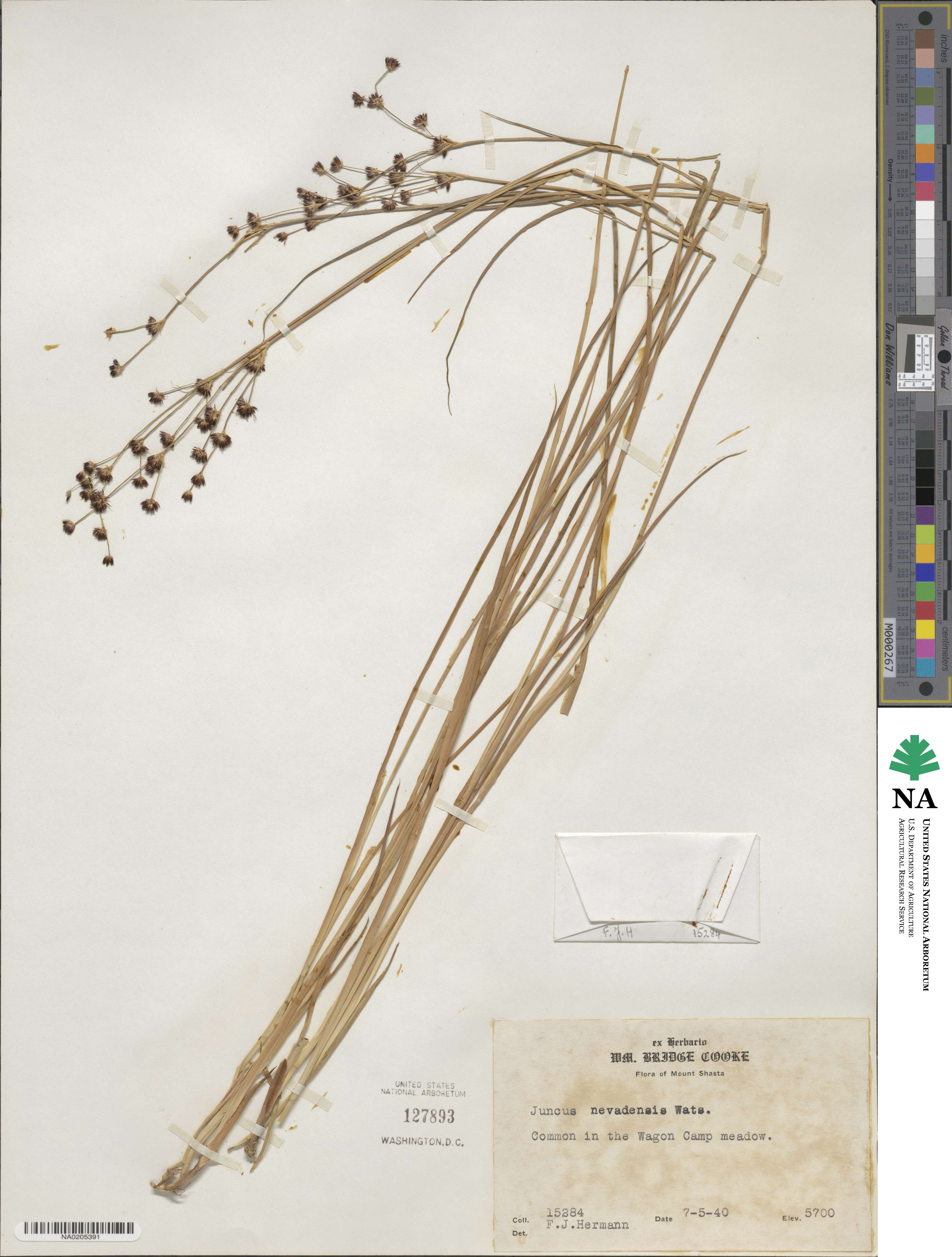 Juncus nevadensis image