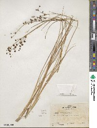 Juncus nevadensis image