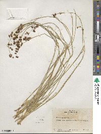 Juncus nevadensis image