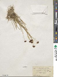 Juncus nevadensis image