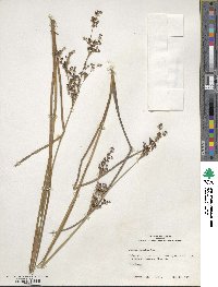 Juncus nodatus image