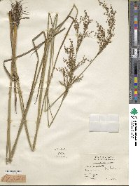 Juncus nodatus image