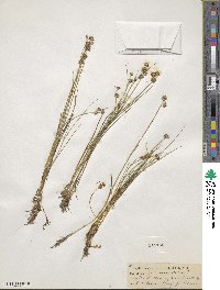 Juncus nodosus image