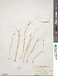 Juncus nodosus image