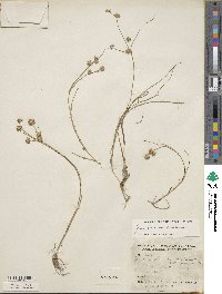 Juncus nodosus image