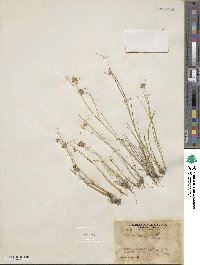 Juncus nodosus image