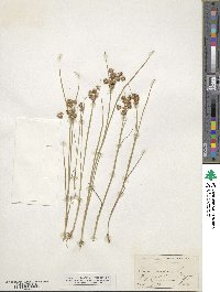 Juncus nodosus image