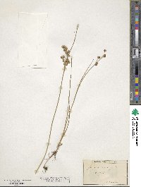 Juncus nodosus image