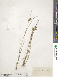 Juncus nodosus image