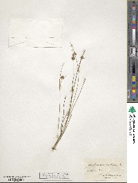 Juncus nodosus image