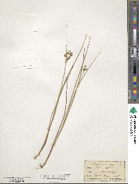 Juncus nodosus image