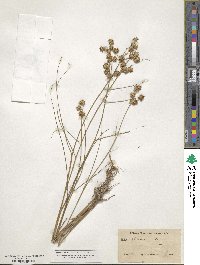 Juncus nodosus image