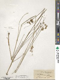 Juncus nodosus image