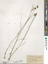 Juncus nodosus image