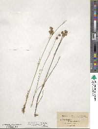 Juncus nodosus image