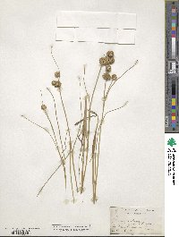 Juncus nodosus image