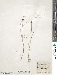 Juncus nodosus image