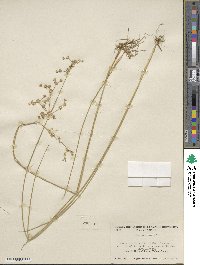 Juncus nodosus image