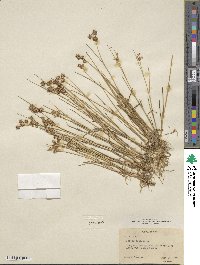 Juncus nodosus image