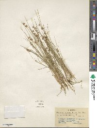 Juncus nodosus image