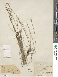 Juncus nodosus image