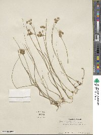 Juncus nodosus image