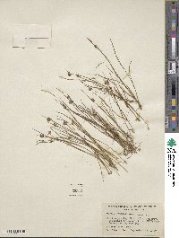 Juncus nodosus image