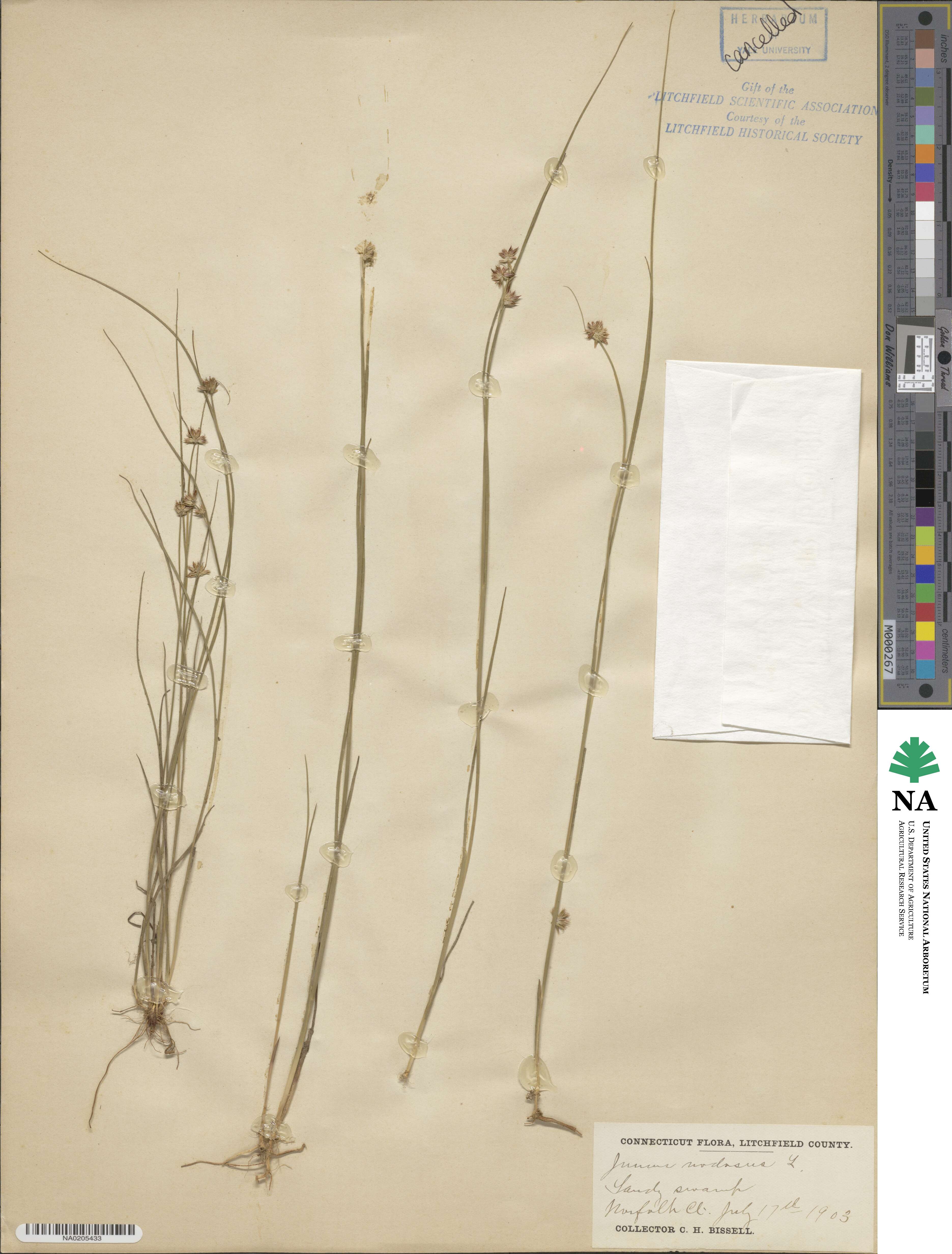 Juncus nodosus image