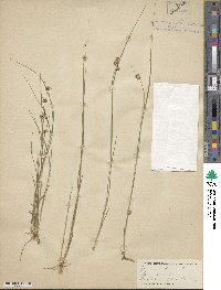 Juncus nodosus image