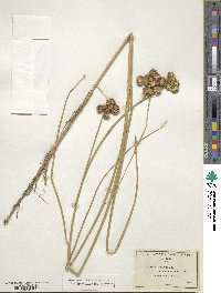 Juncus nodosus image