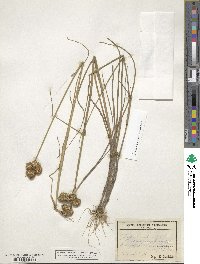 Juncus nodosus image