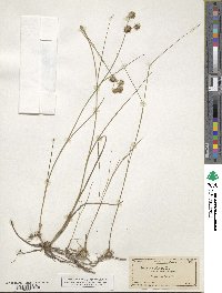 Juncus nodosus image