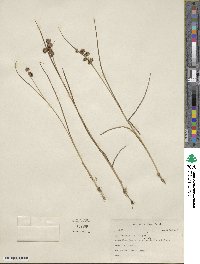 Juncus nodosus image