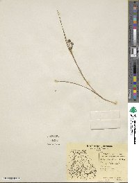 Juncus nodosus image