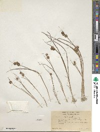 Juncus nodosus image