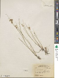 Juncus nodosus image