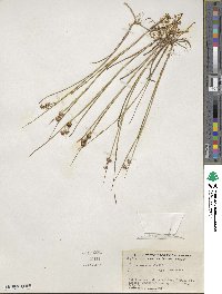 Juncus nodosus image