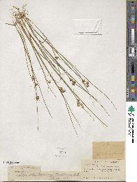 Juncus nodosus image